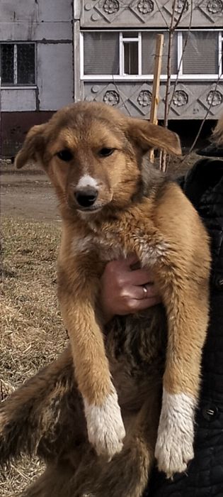 Девочка - красавица,умняшка,обояшка!!!