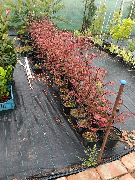 Tuia/euonimus alatus/ laur/cotinus