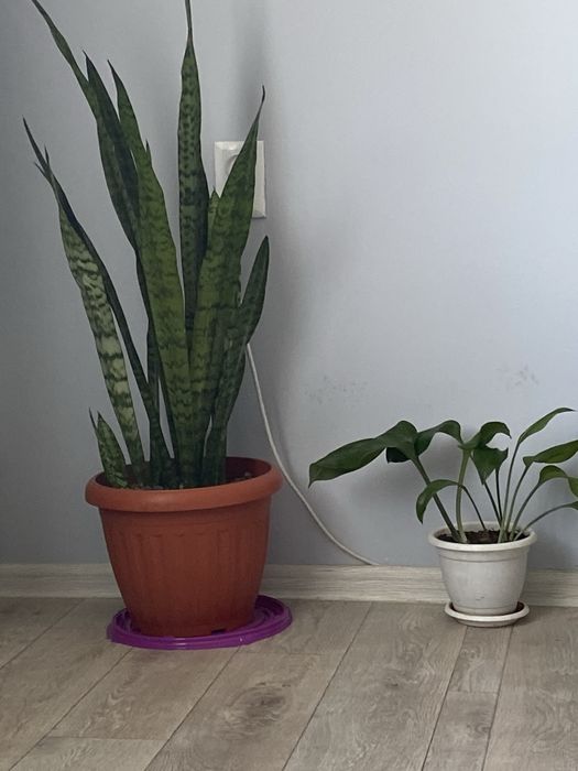 Цветы комнатные по 1000 тг