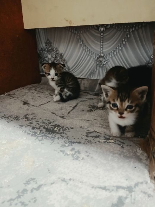 Zotdor Shotlandiya Fold (Scottish Fold) mushukchalari sotiladi!