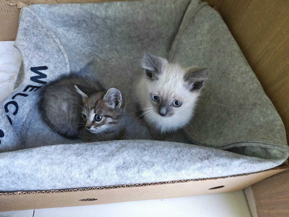 Отдам котят в хорошие руки