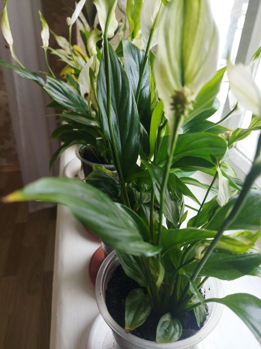 Комнатные цветы продам