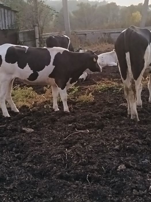 Продам нетель и каров