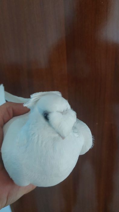 Голуби. Белыйдвухчубый самка кептер