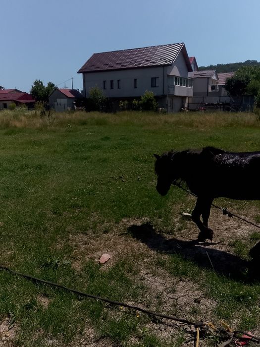 Ponei armăsar blând și foarte cuminte