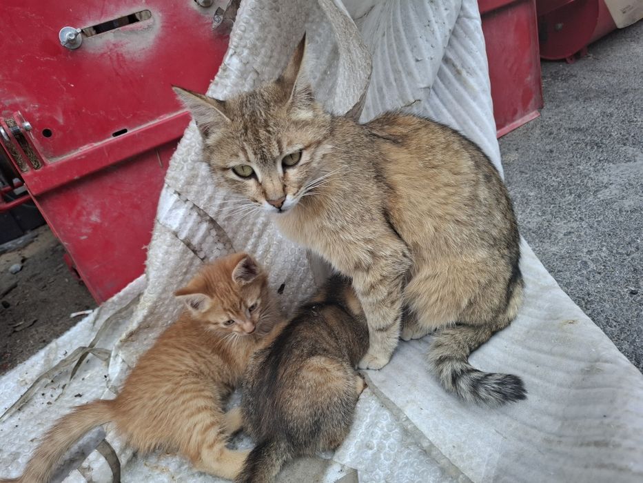 Кошка с котятами