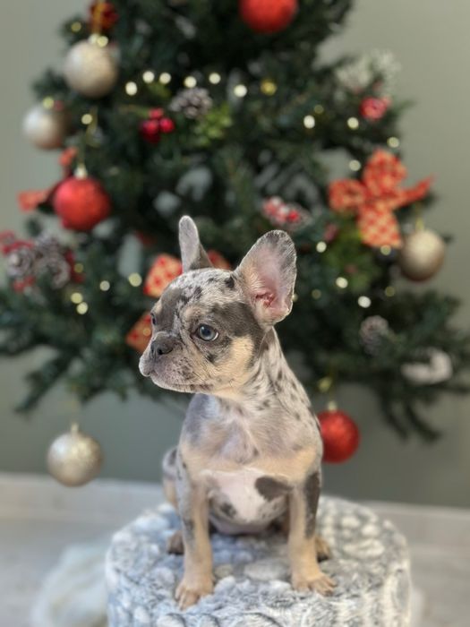 Френски булдог цвят Мерле