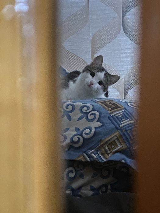 пропала кошка средная кошка