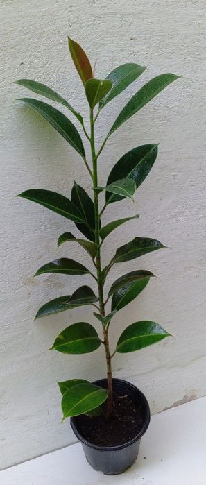 Фикус Мелани. Сорт фикуса который растет кустистым ,компактным.