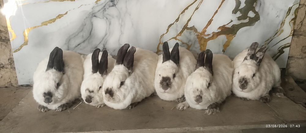 Sotiladi Toza kaliflar ona quyonlar
