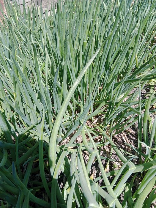 Рассада лука зелёного домашнего