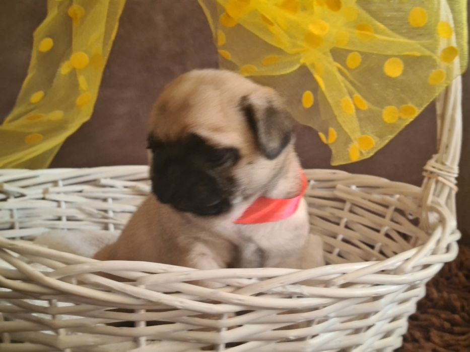 Продам щенков мопса.