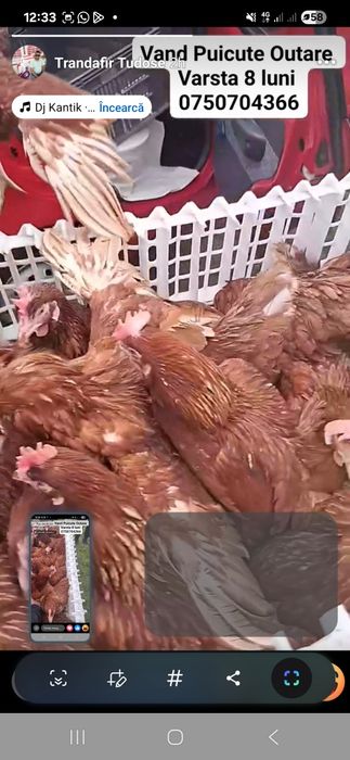 Gaini rosi ouătoare