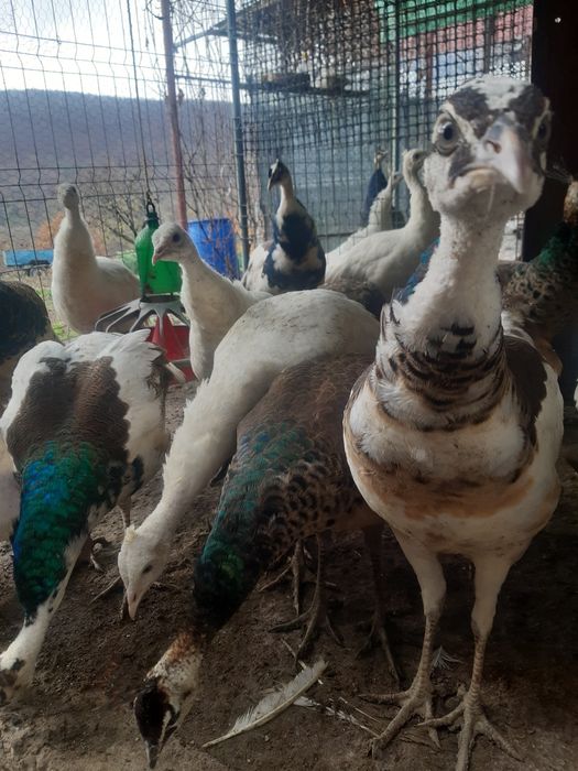 Pui de păun din 2025