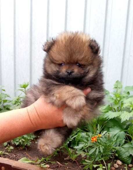 Продаются щенки шпица