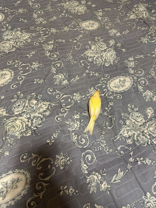 Продам кенора