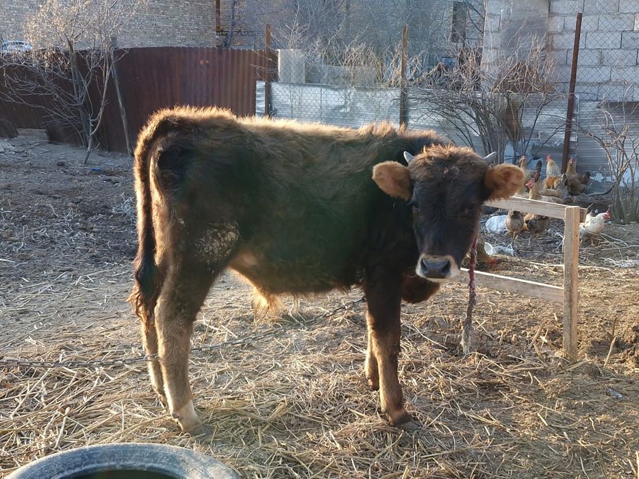 Бычок и две телочки