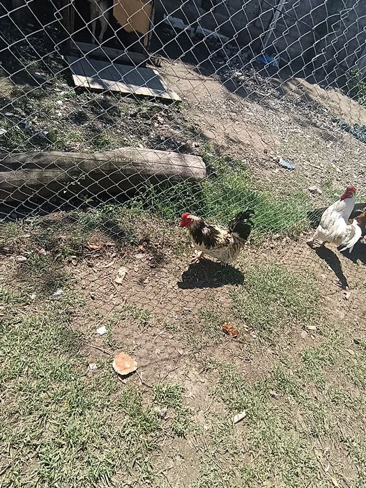 Петух на продажу