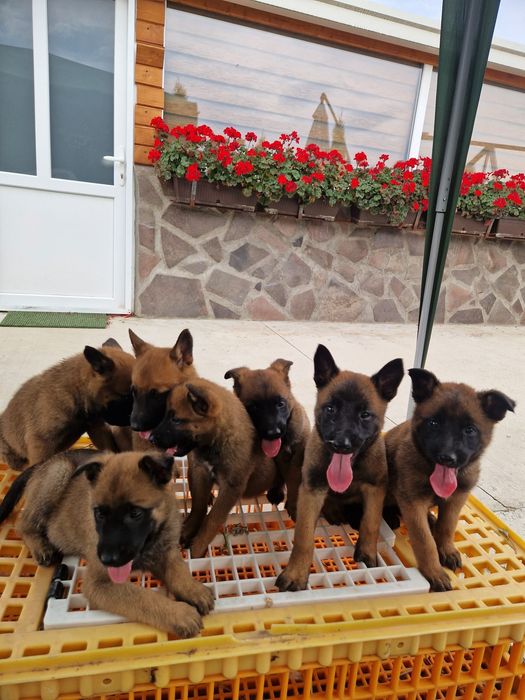 Donez pui de Malinois