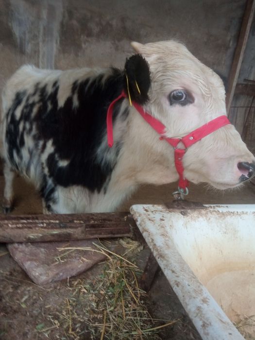 Buqa sotiladi toshkenta