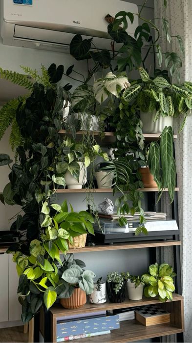 ОЗЕЛЕНЕНИЕ комнатными растениями