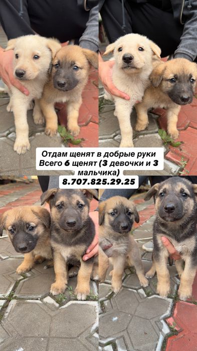 Отдам щенят в добрые руки