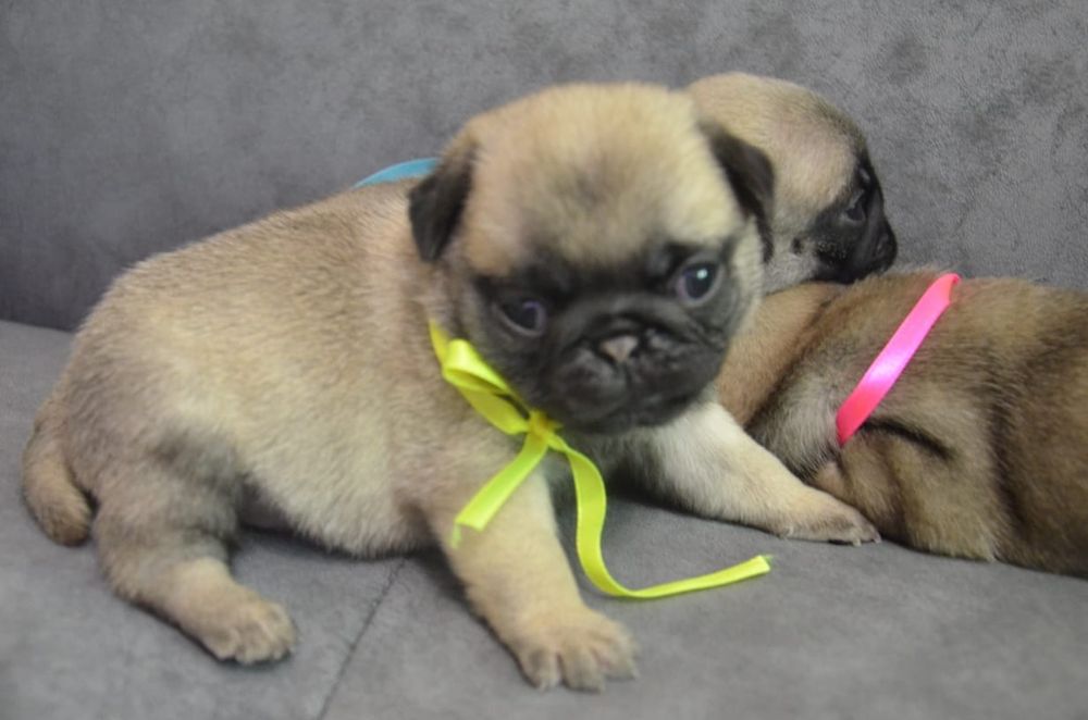 Продам щенков мопса.