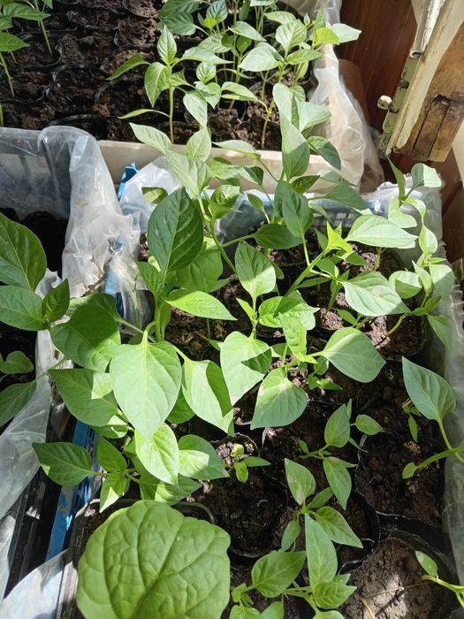 В продаже рассада перца баклажан помидор