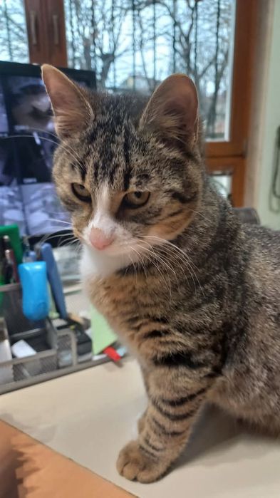 Озирис търси дом