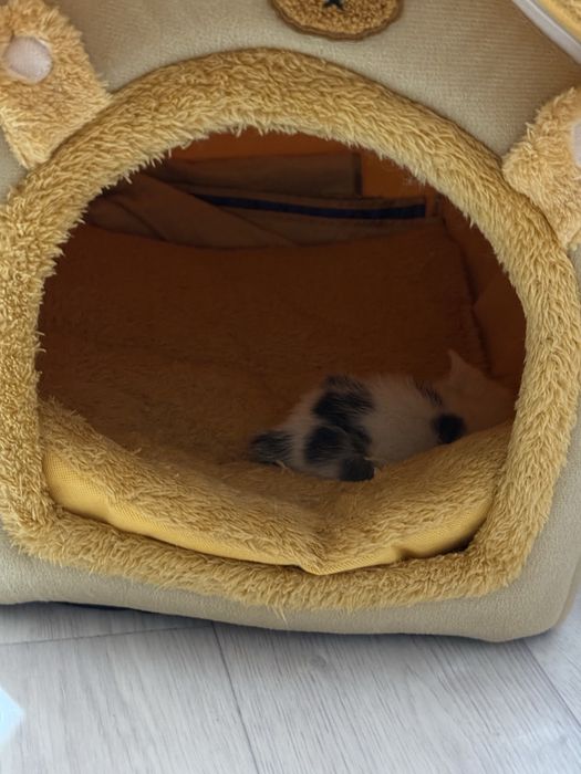 Котенок, мальчик