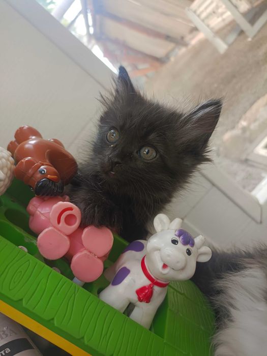 Котята в хорошие руки