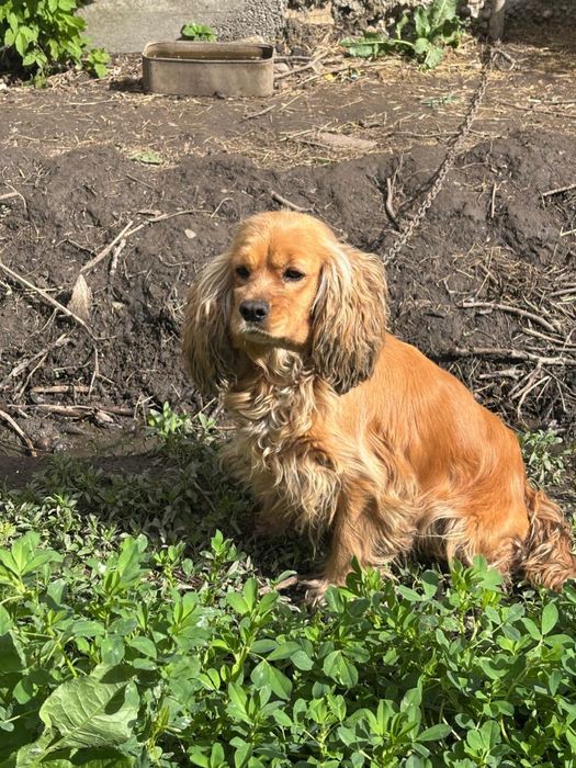 Спанель и ягтерер