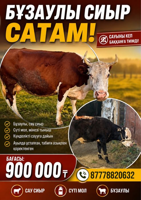 Сиыр бұзауымен сатылады