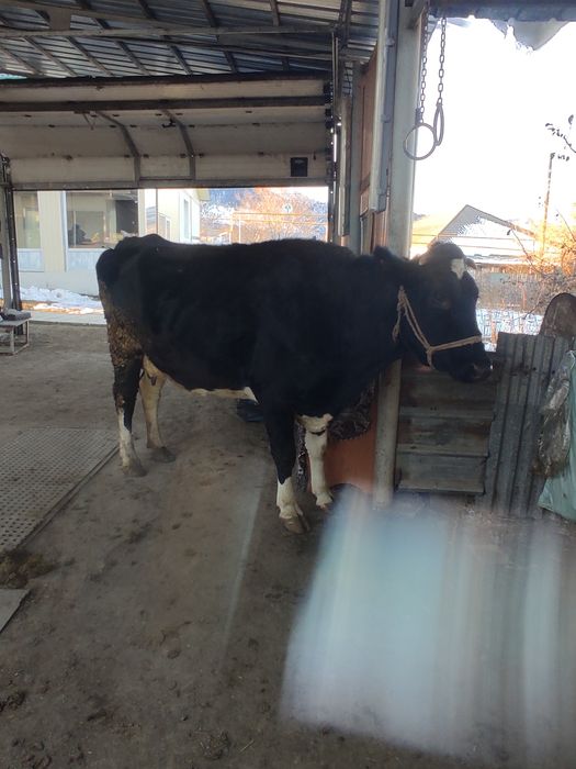 Буаз Сиыр сатамын