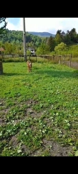 Vând vitica 3 luni