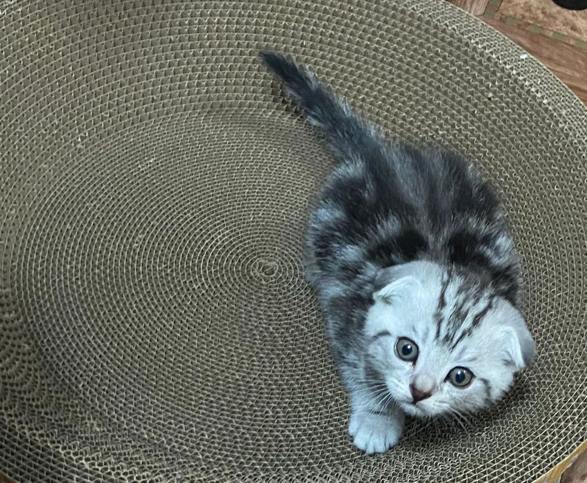 Шотландский вислоухий котенок скоттиш-фолд. Возраст 2,5 месяца.