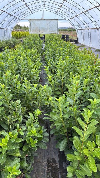 Паулония!!!Дървета,туя храсти и много разнообразие.