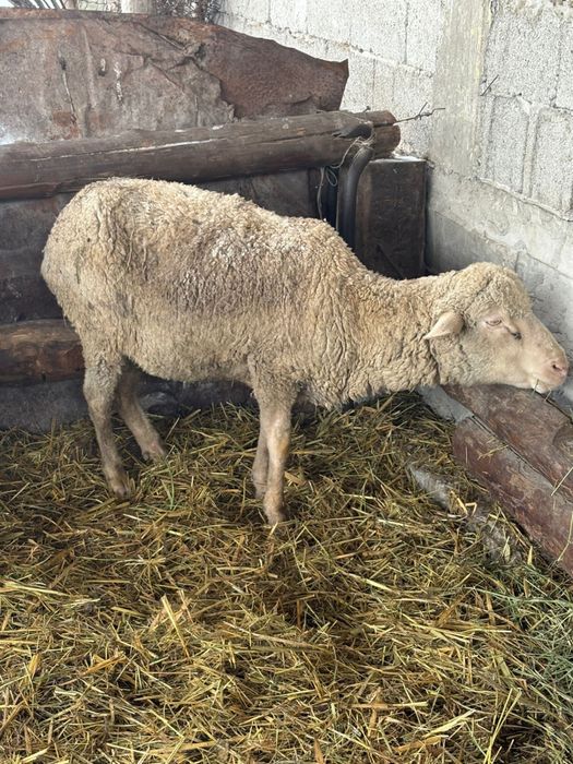 бараны мериносской породы