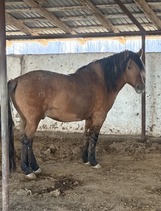 Айгыр актобе каласы