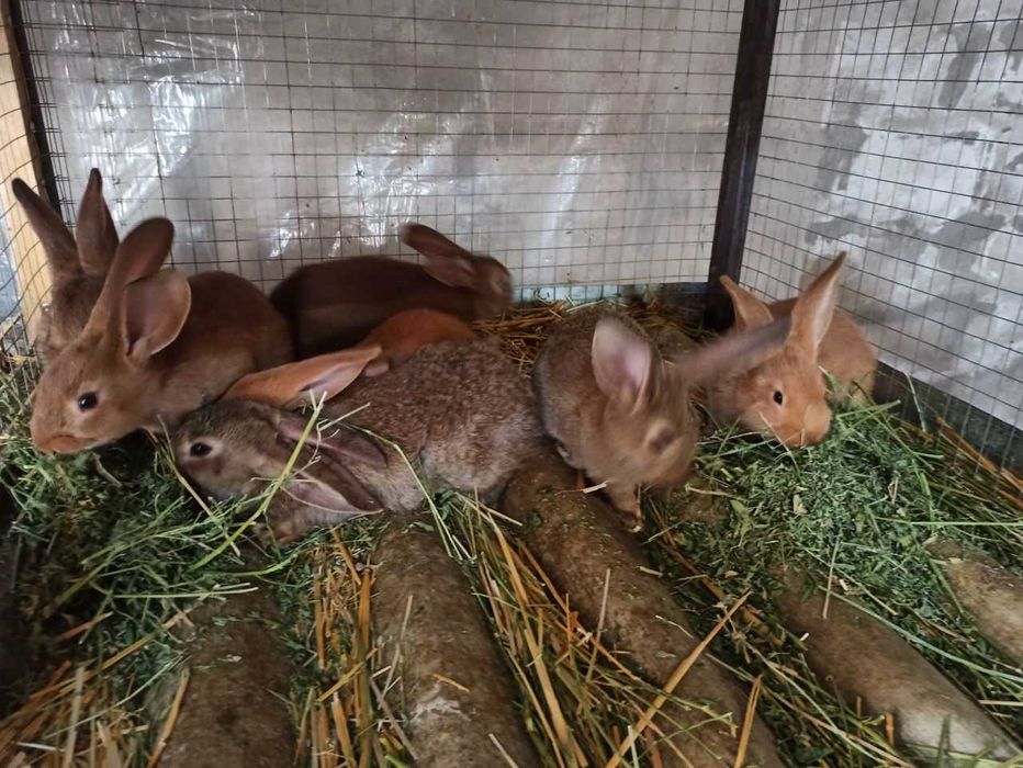 Продаются крольчата крупных пород Ризен и Бургундский