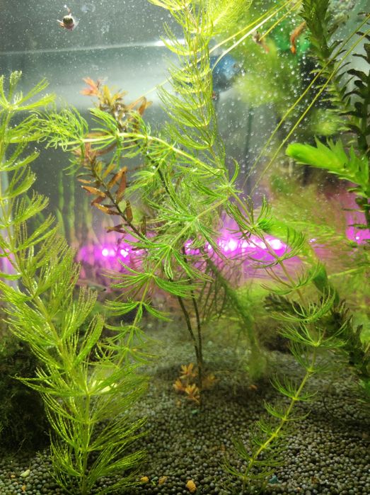 Роголистник и элодея, аквариум