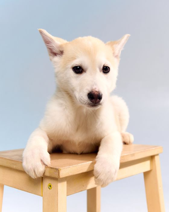 Щенки 3 месяца, привиты, в семью