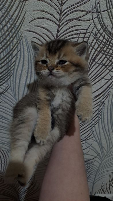 продаю девачку шиншилу и мальчика