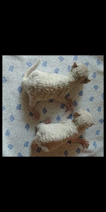 Девон-рекс котята в Алматы!