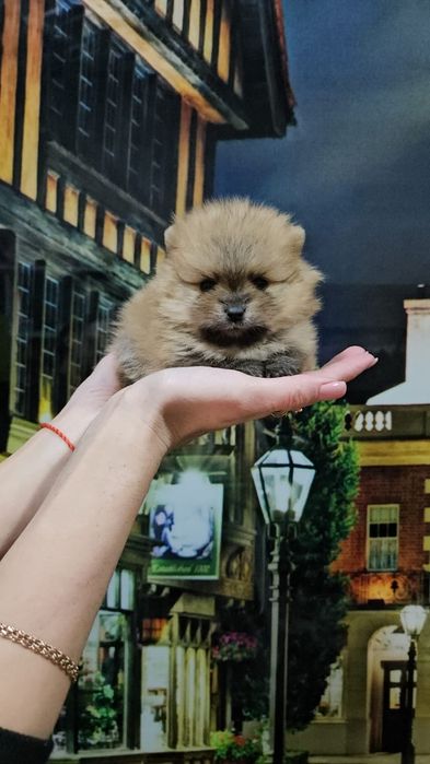 Шпиц рыжие щенки