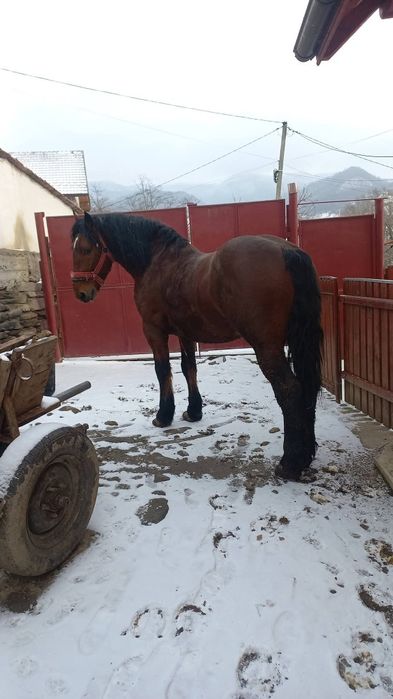 Vând armăsar vârsta 3 ani