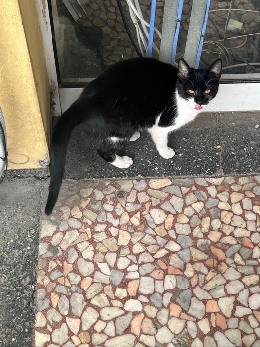 Подарявам женско коте