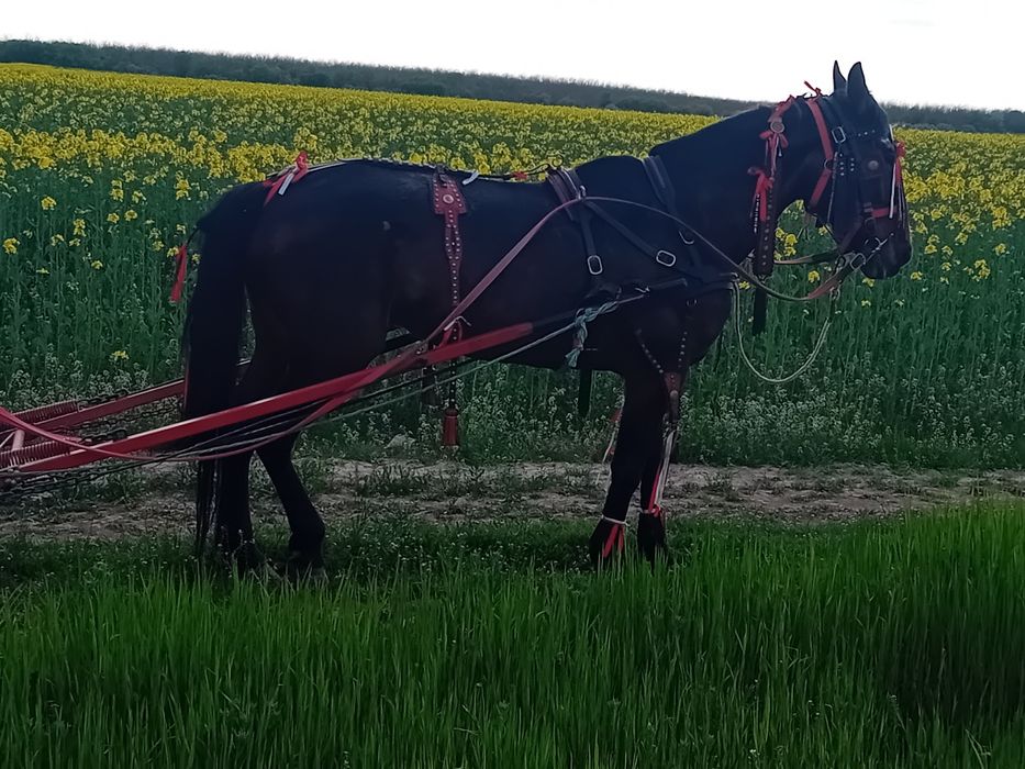 Iapă trapasă garantată