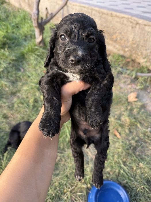 Продаются щенята спаниэль остались трое. Spaniel itlari sotiladi 3qoli