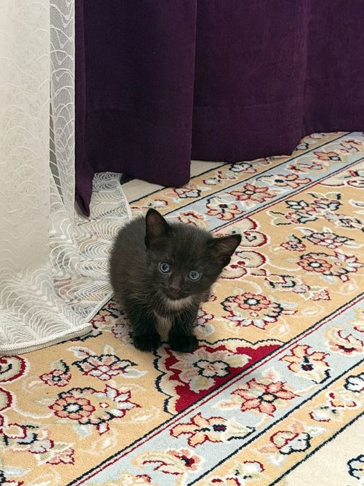 Отдам котенка доьрым людям